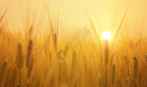 稻田背景丰收季节设计图片