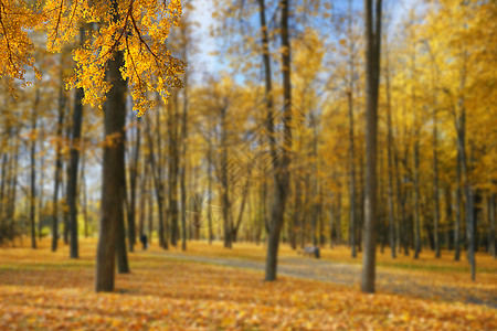 秋天金黄色的叶子高清图片