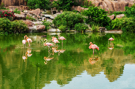 越南芽庄珍珠岛的火烈鸟图片
