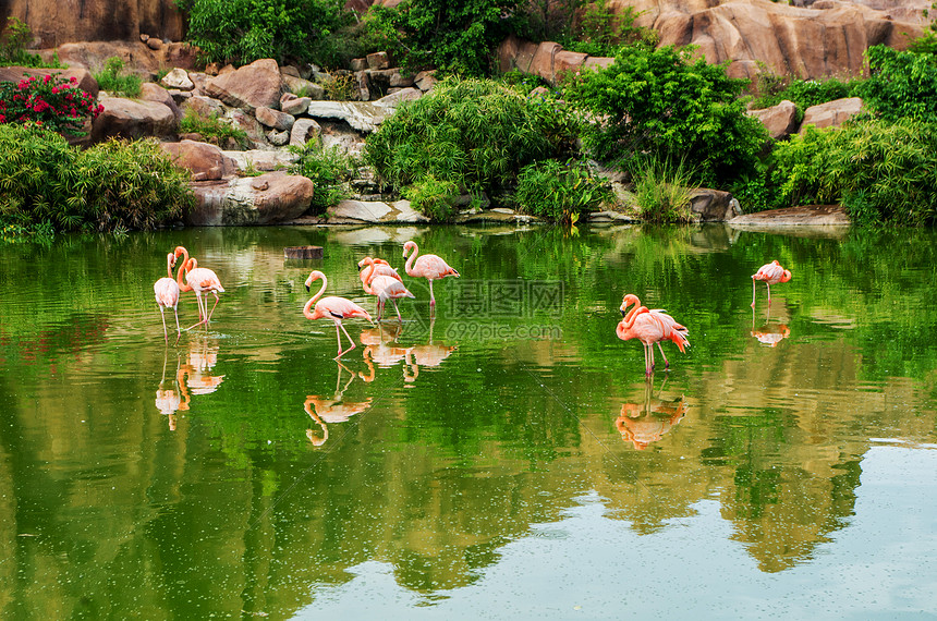 越南芽庄珍珠岛的火烈鸟图片