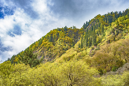 四姑娘山长坪沟秋天背景