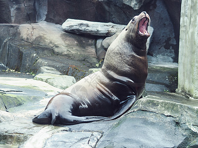 海狮西沃德水族馆高清图片