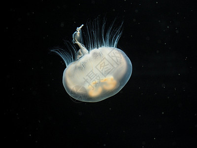 水母西沃德水族馆高清图片