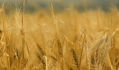 小麦丰收季设计图片