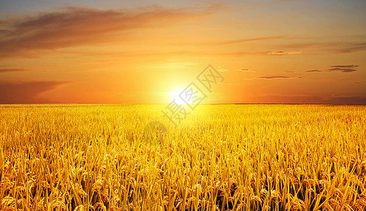 丰收季金色小麦高清图片