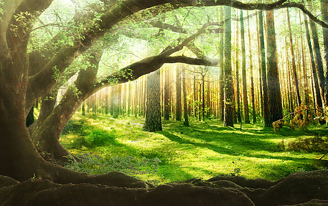 大森林梦幻森林设计图片