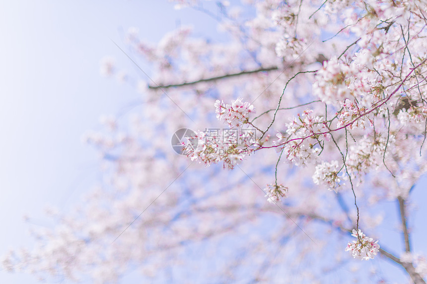 樱花图片