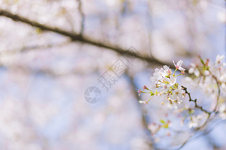 小清新风景樱花背景