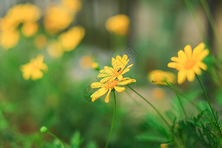 黄金菊与蜜蜂高清图片