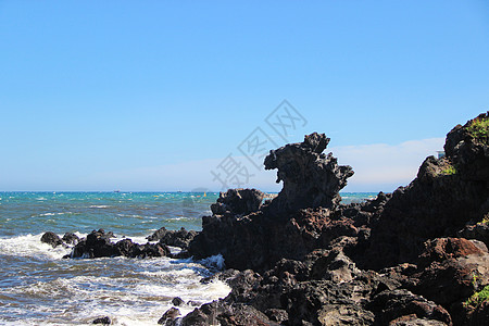 岩兰草韩国济州岛龙头岩景区背景