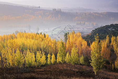 黄色秋叶山东临沂沂蒙山秋至乡间背景