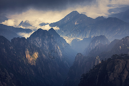 黄山栾树安徽黄山云海茫茫背景