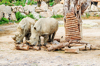 芽庄珍珠岛游乐园的犀牛图片