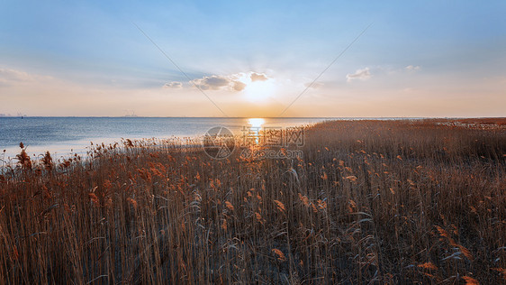 上海崇明西沙湿地公园图片