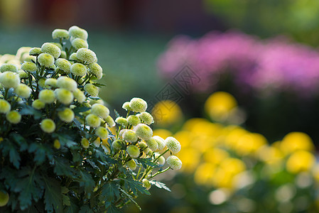 河南开封菊花展背景