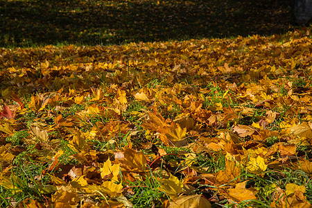 俄罗斯最美的园林秋色背景图片