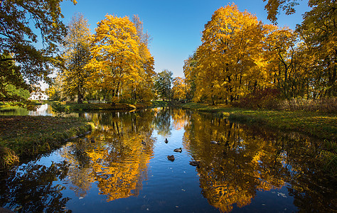 俄罗斯最美的园林秋色圣彼得堡高清图片素材