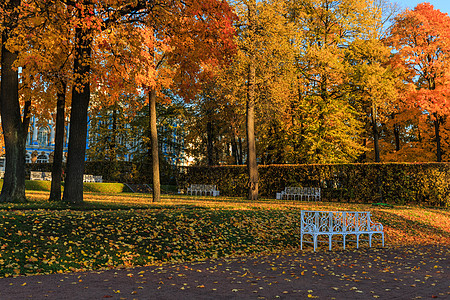 水彩秋叶落叶俄罗斯秋季最美的皇家园林叶卡捷琳娜宫花园秋色背景