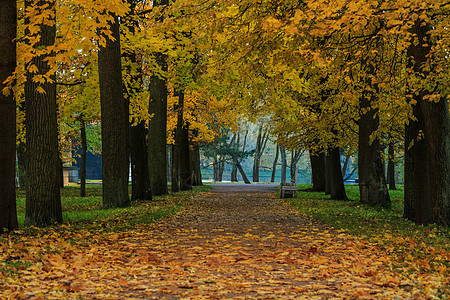 俄罗斯秋季最美的皇家园林叶卡捷琳娜宫花园秋色圣彼得堡高清图片素材