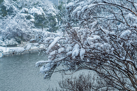 大雪后的天鹅湖公园图片