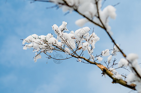 冬季树枝树枝上的积雪背景