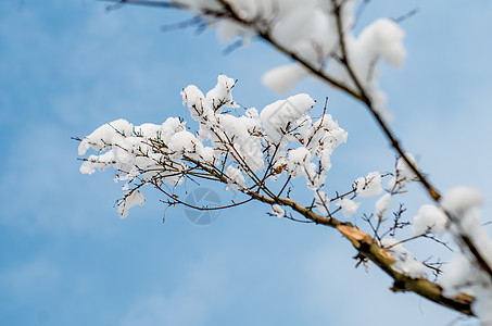 雪树枝树枝上的积雪背景