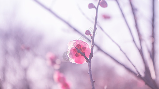 达蓬山紫蓬山冬日盛开的梅花背景
