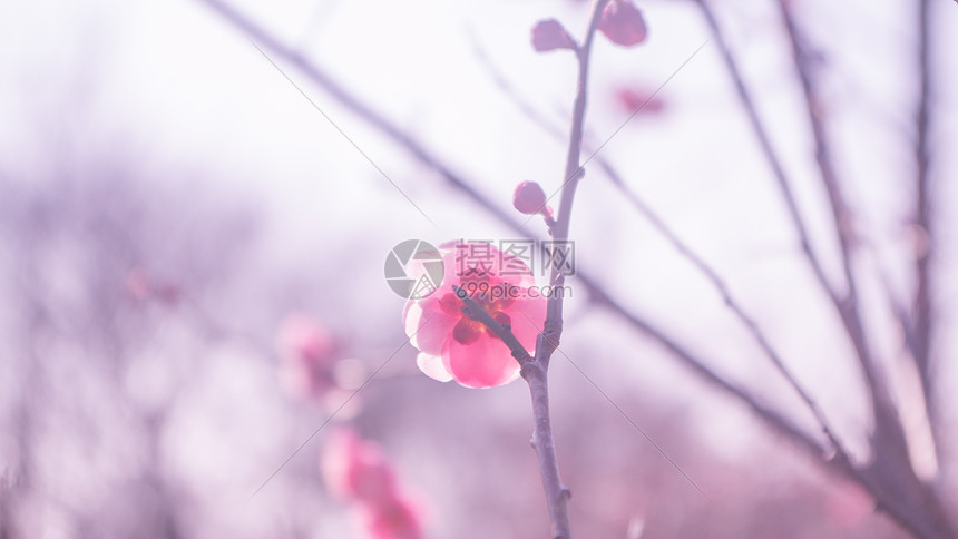 ‘~紫蓬山冬日盛开的梅花  ~’ 的图片