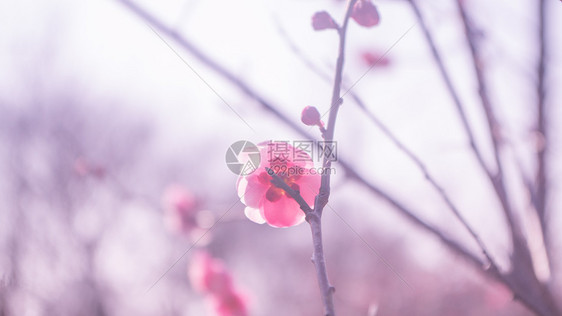 紫蓬山冬日盛开的梅花图片