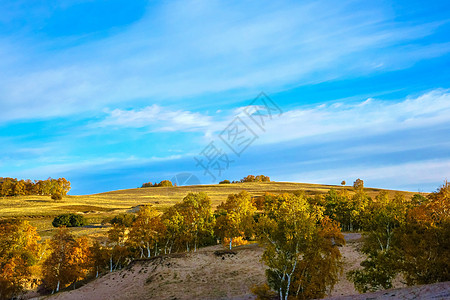 阳光下的蒲公英内蒙古自治区乌兰布统透风沟景点背景