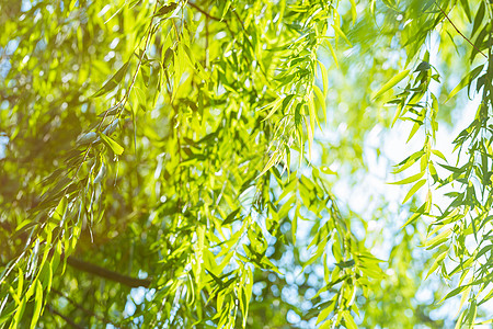 大叶绿植柳树叶背景