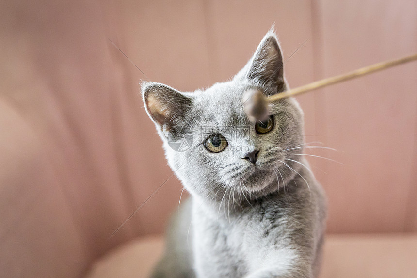 喵星人蓝猫图片