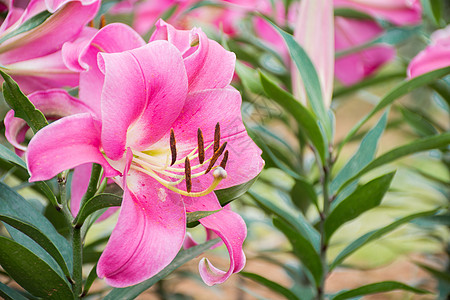 百合花背景图片