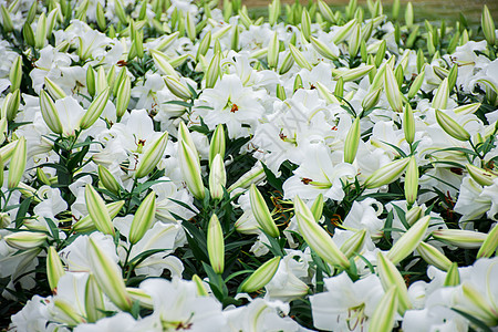 百合花苞正在绽放的百合花背景