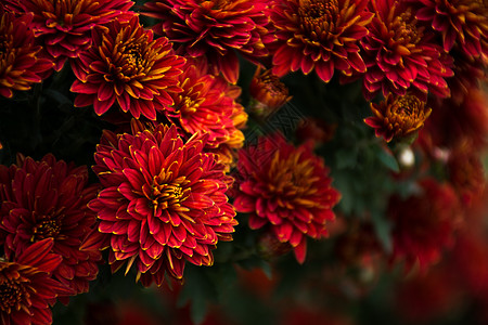 重阳节赏菊花丛中的菊花群背景