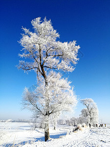 雪镇吉林雾凇岛青腰玉女试银妆背景