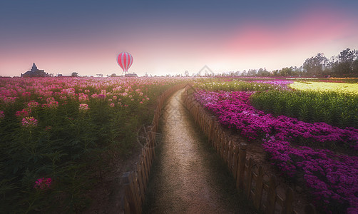 花海紫色花海高清图片