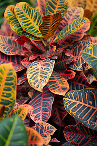 植物园中的热带植物图片