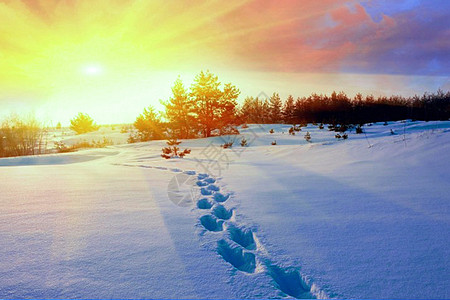 冬季雪景图片