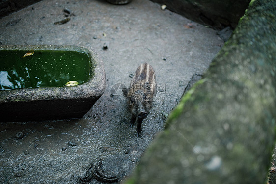 小野猪图片