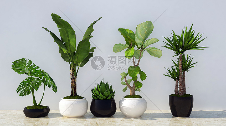 植物盆栽图片