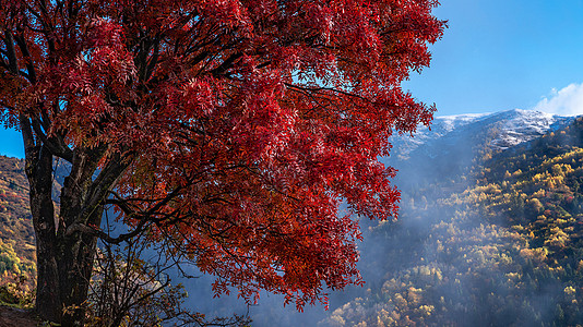 川西高原奶子沟之秋背景