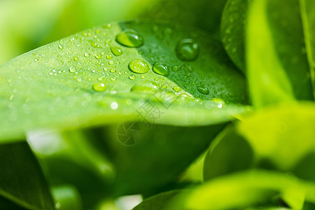 叶子露水叶子上的水珠背景