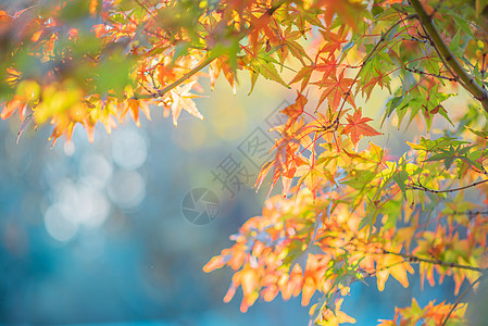 秋季摄影秋浓枫叶美背景