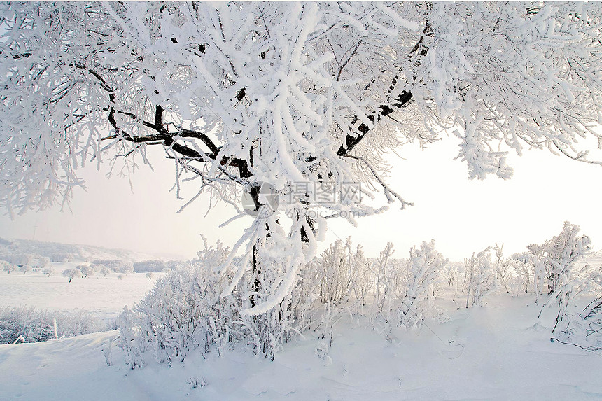 冬季雪景图片