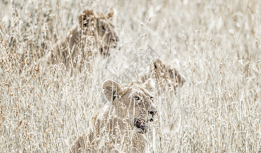 非洲肯尼亚马赛马拉大草原上的狮子图片