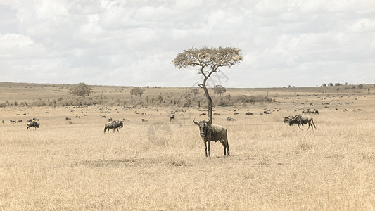 非洲肯尼亚马赛马拉上的角马图片