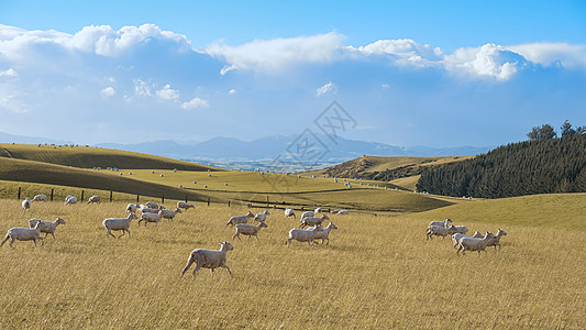 草原上绵羊们新西兰牧场背景