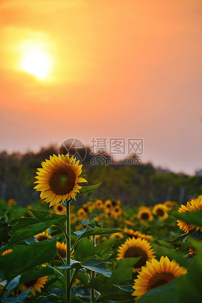 秋天向日葵花朵图片