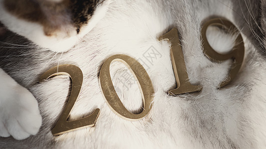 阳光与猫素材新年元旦2019与猫爪背景